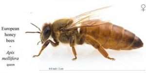 Honey-Bees-queen