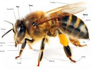 bee