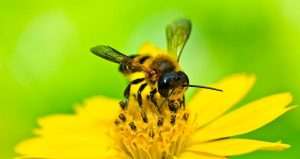 little-bee-in-yellow-flower-peerasith-chaisanit
