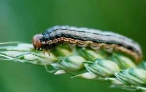 Armyworm