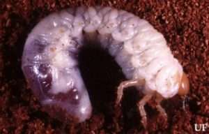 white grub