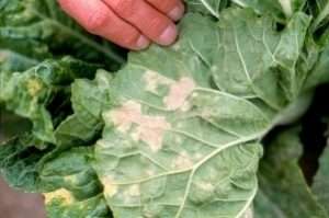 downy mildew en