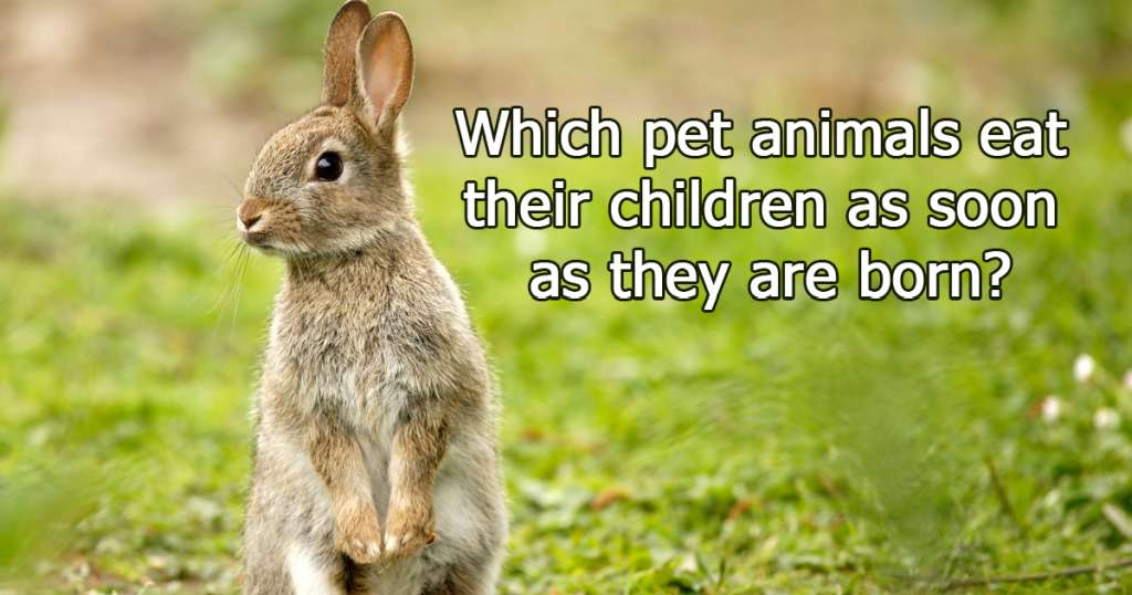 Which pet animals eat their children as soon as they are born?