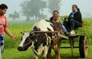 Bullock Cart Ride