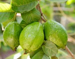 Bunch of guava fruits in a tree