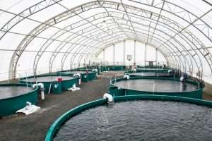 9062009_web1_fish-farm-letter-PM