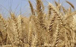 BL23-WHEATCROP1