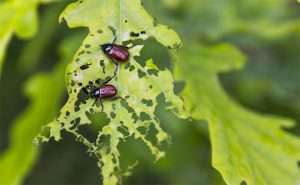 Grown-up Caterpillar