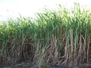 sugarcane_field_reunion