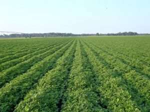 groundnut-cultivation