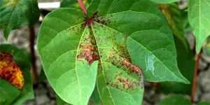 spider_mite_injury_on_cotton_leaf_louisiana_state_university