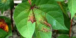 spider_mite_injury_on_cotton_leaf_louisiana_state_university