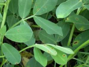 young-early-leaf-spots