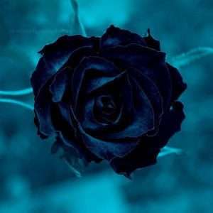 dark blue rose