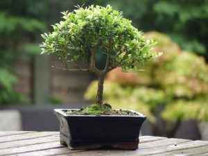 bonsai e