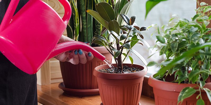 Plant