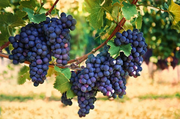 Grapes Horticulture Information