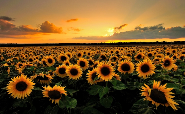 Sunflower Crop information