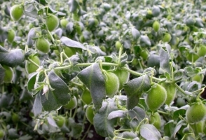 Bengal Gram Cultivation Practices