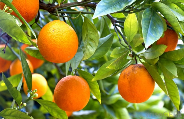 पंजाब में संतरे का उत्पादन