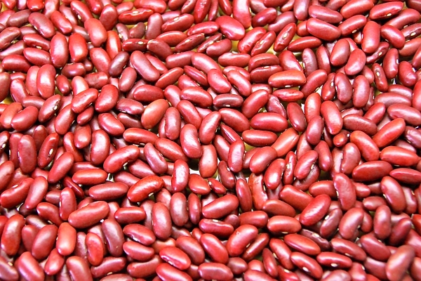 Kidney Bean Farming Guide Punjab