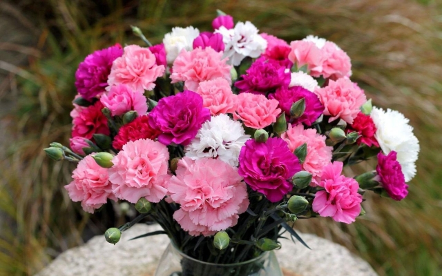 Flower Carnation crop