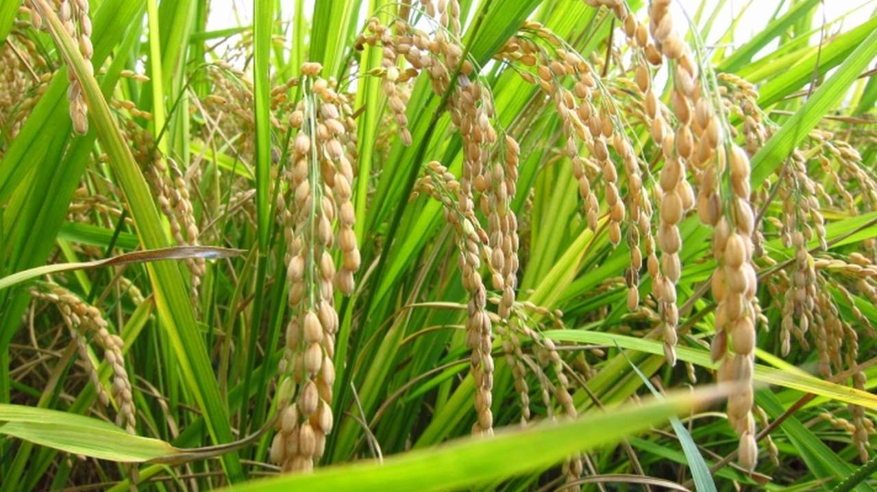 Rice Crop Farming Details