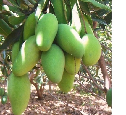 Mango Horticulture Crop