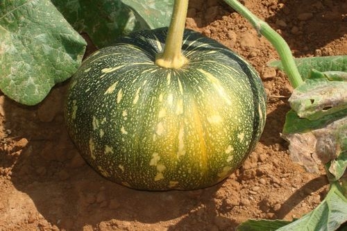 Production of pumpkin