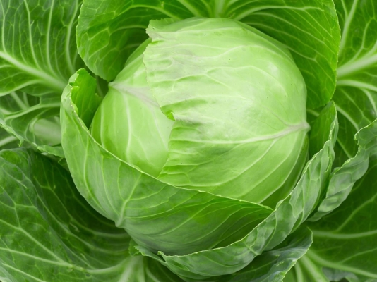 Cabbage11.jpg