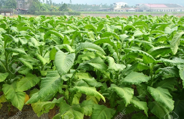 Tobacco Crop
