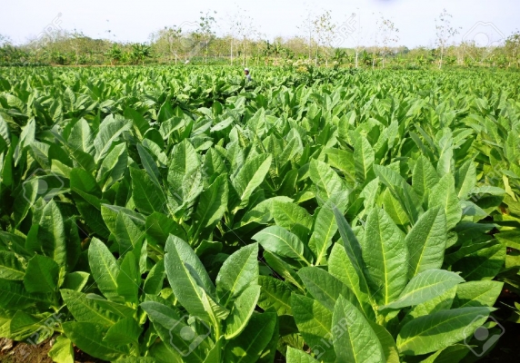 तंबाकू की खेती