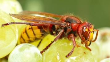 Yellow and red wasp