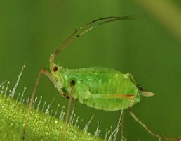 Aphid