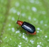leaf_beetles.JPG