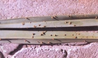 Graphiola leaf  Spot