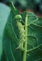 Tobacco Leaf Eating Caterpillar