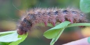Bihary Caterpillar