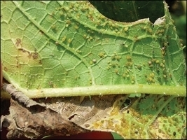 Aphid and Thrips