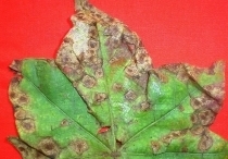 Alternaria Leaf Spot
