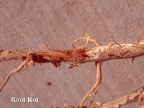 Root Rot