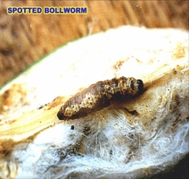 Spotted Bollworm