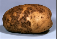 COMMON_SCAB potato.png