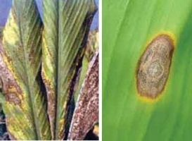 Blight And Leaf Spots
