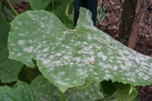 Powdery-Mildew-on-Cucumber-Leaf.jpg