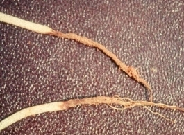 Root rot cotton.jpg