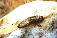 Spotted Bollworm cotton.jpg