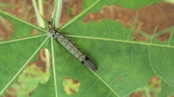 Tobbaco Caterpillar