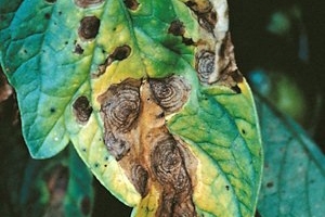 Alternaria leaf disease