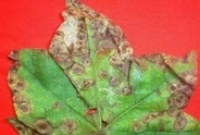 alternaria leaf spot cotton.jpg